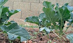 picture of broccoli