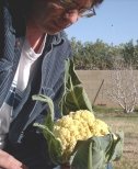 Aaron with cauliflower