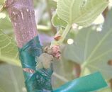 bud graft