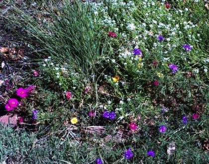 flower combo