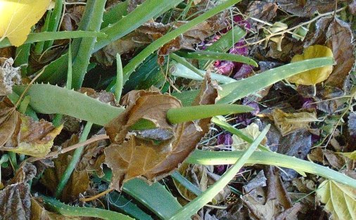 skewered leaf photo