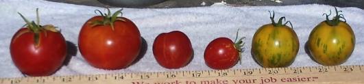 tomatoes 2011